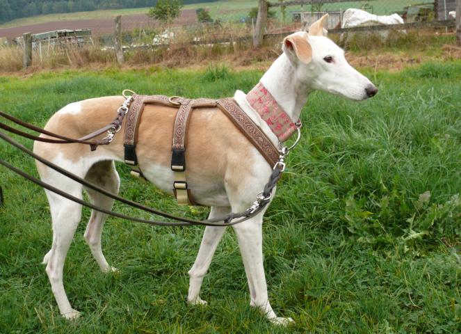 Infoblatt "Sicherung Hund" Tierschutzverein A.S.P.A. friends e.V.