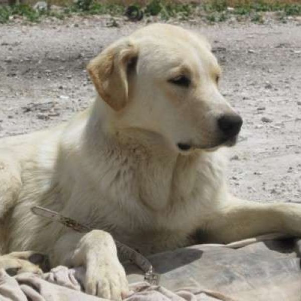 RODRI - jetzt genannt Codi Bär, ist nun Teammitglied und unterstützt Frauchen tatkräftig bei der Hundetrainerausbildung. 