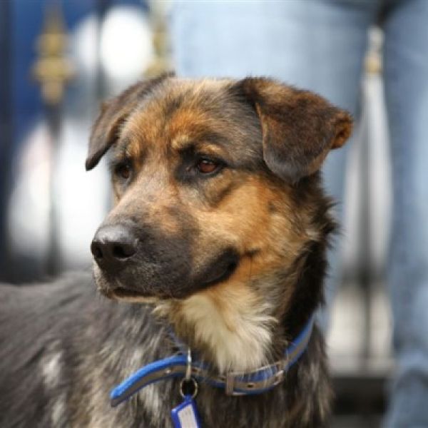 TRANQUI - nun Moritz, hat seine Tierärztin um die Pfote gewickelt und ist nun neuer Praxishund