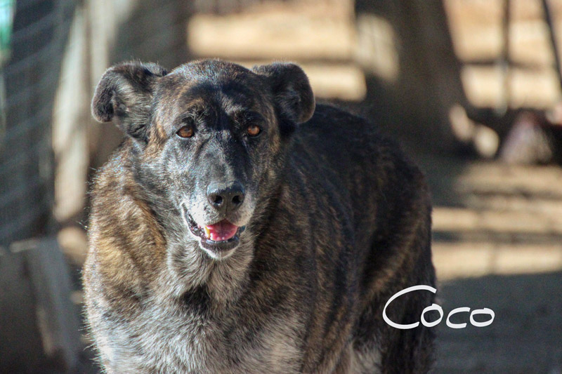 Coco
