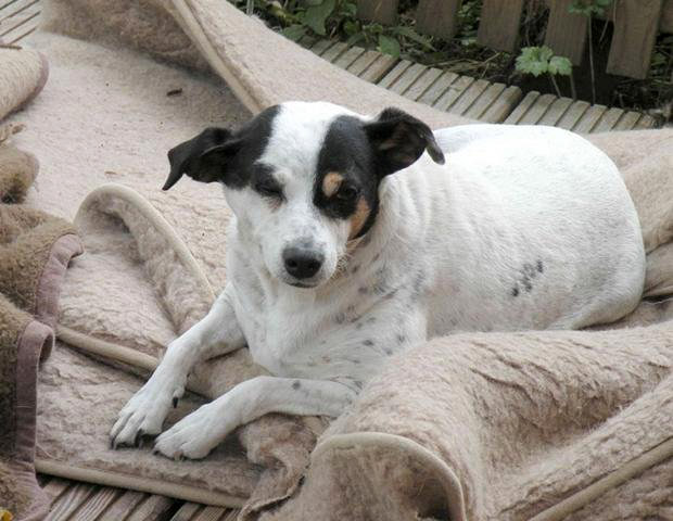 Arwen