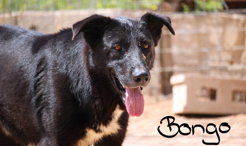 Bongo