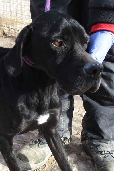 Featured image of post Spanischer Pointer Charakter