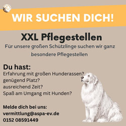 Wir suchen XXL Pflegestellen