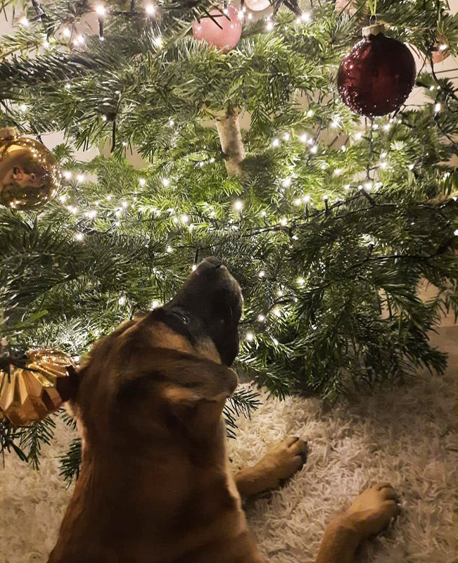 Amiga ist ganz fasziniert vom Lichterglanz