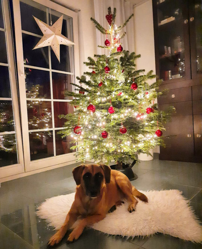 Amiga ist ganz fasziniert vom Lichterglanz