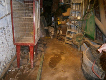 Animal Hording