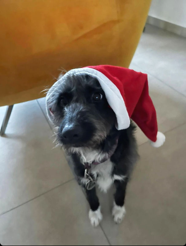Bibi