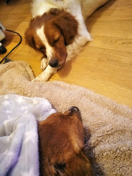 Fenix und Tyrion
