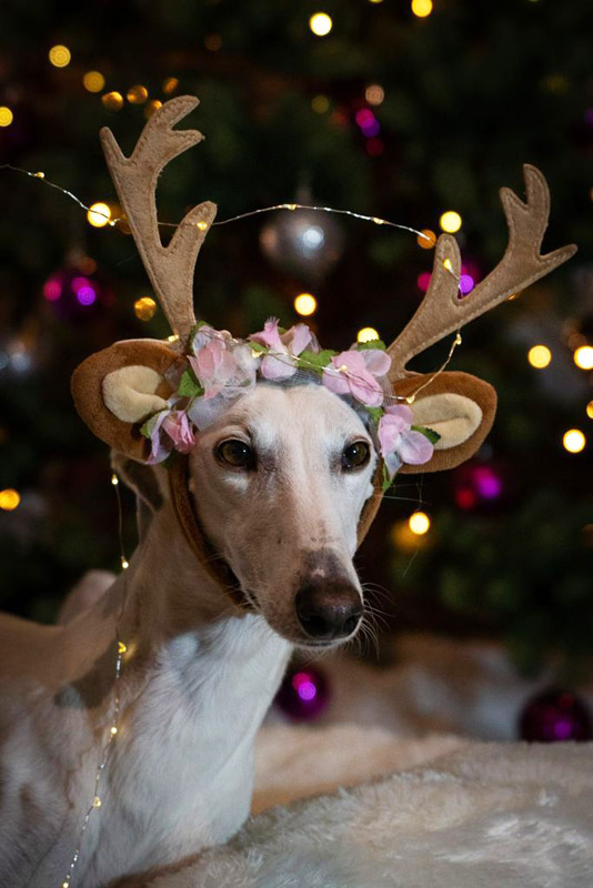 Galga Xanta