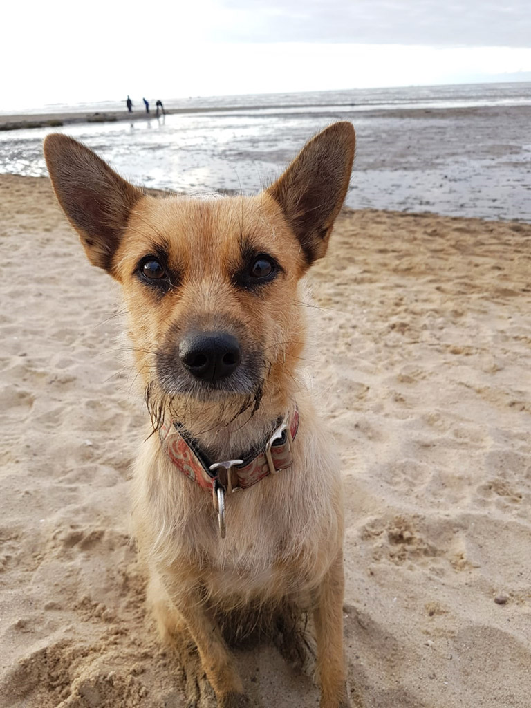 Hazel genießt den Strandurlaub