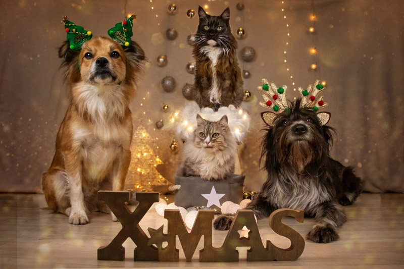Liebe Weihnachtsgrüße von Nando, Polly, Simba und Nala