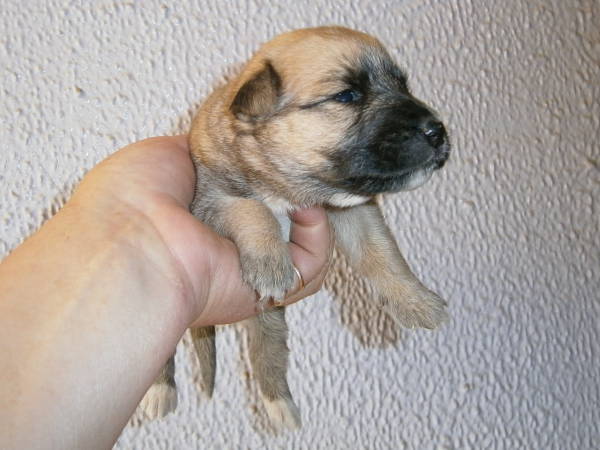 Hündin 1 - (KIMBA) ANA