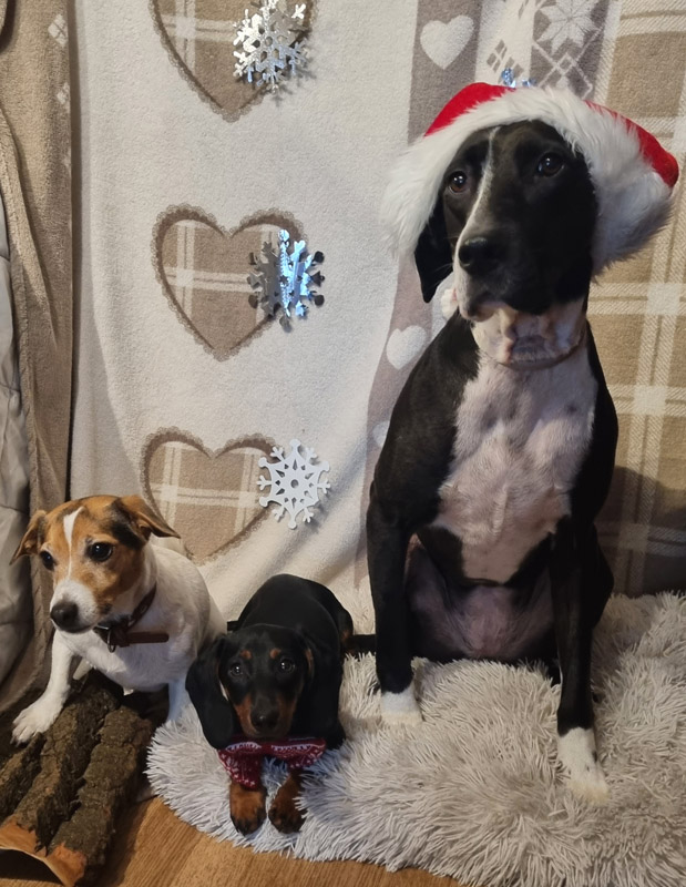 Marasha, Ginger und Fiene