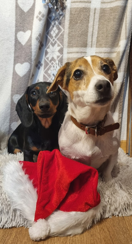 Marasha, Ginger und Fiene
