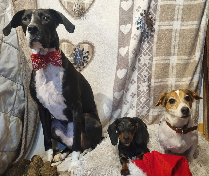 Marasha, Ginger und Fiene