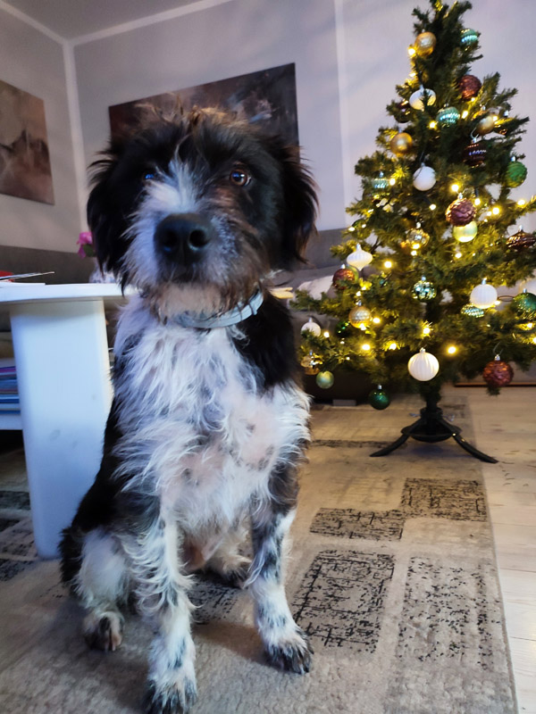 Max (Yang) - Er bewacht stolz den geschmückten Baum.