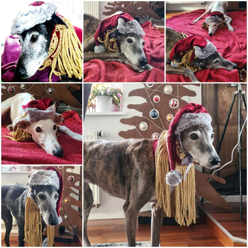 Maya, Mailosung und Pflegehund Gala