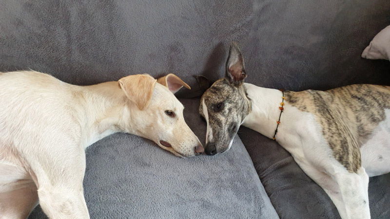 Niebla and Friend