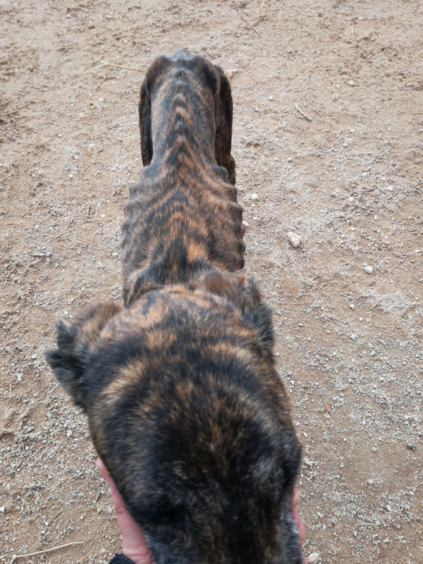 Galga_abgemagert