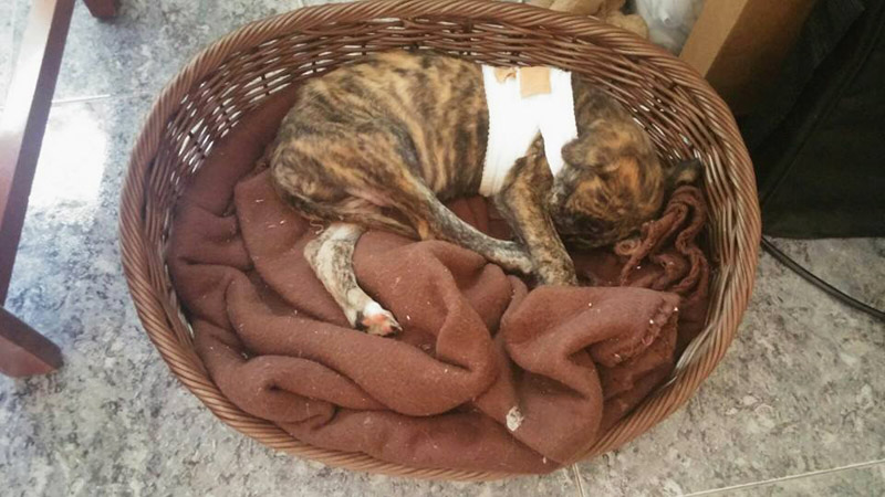 Galgowelpe_verletzt