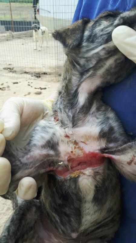 Galgowelpe_verletzt