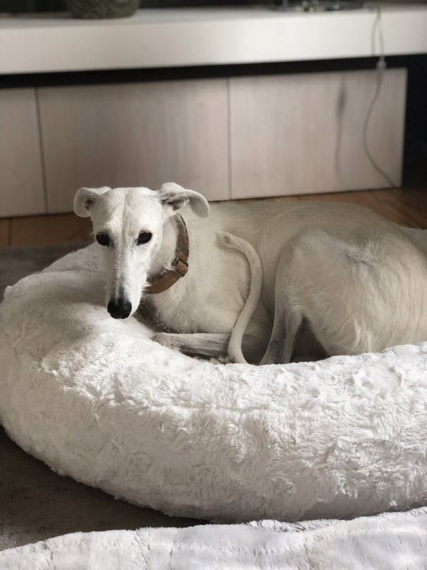 Flocke Hundebett