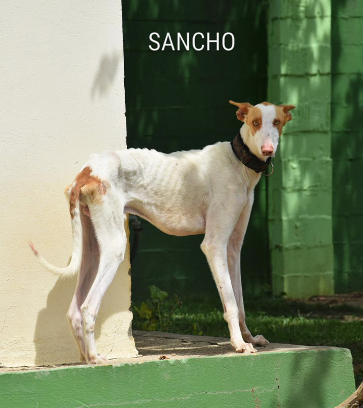 Sancho