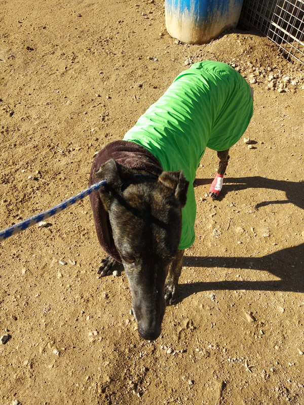 Amigo