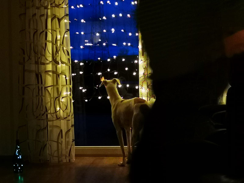 Diva