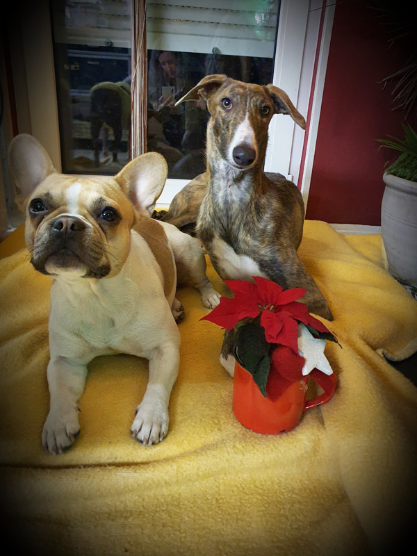 Inaya und Kimba