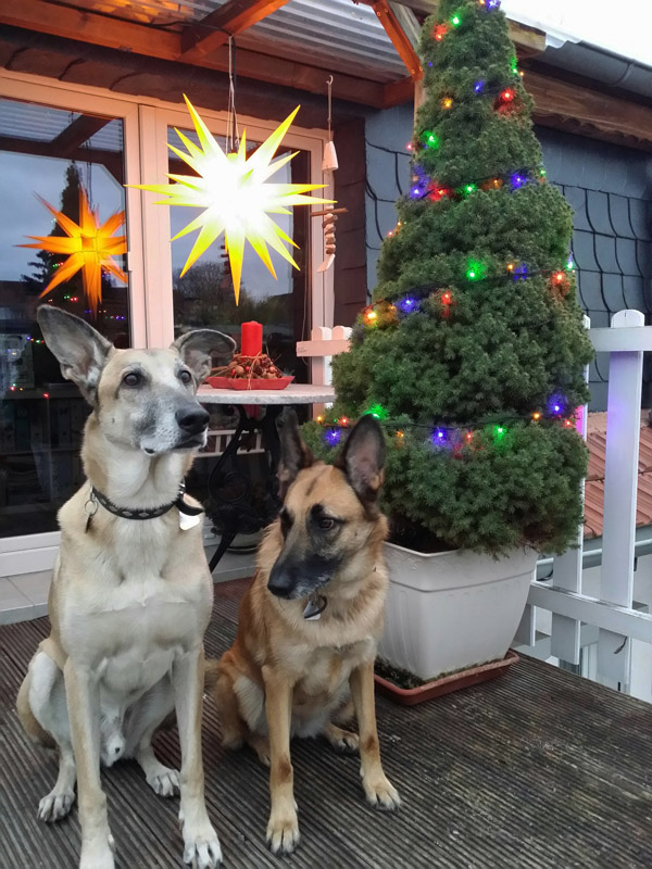 Sultan und Nala