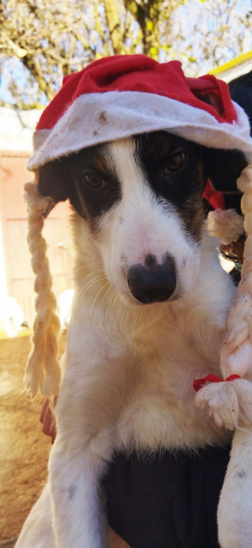 Nikolaus