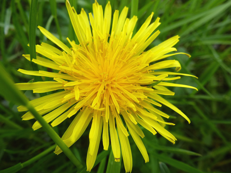 Blume Gelb