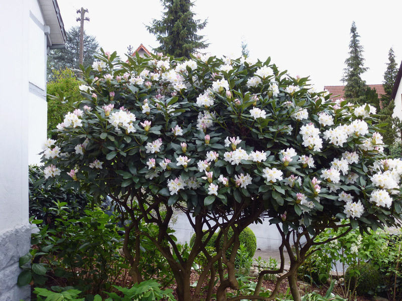 Rhododendron