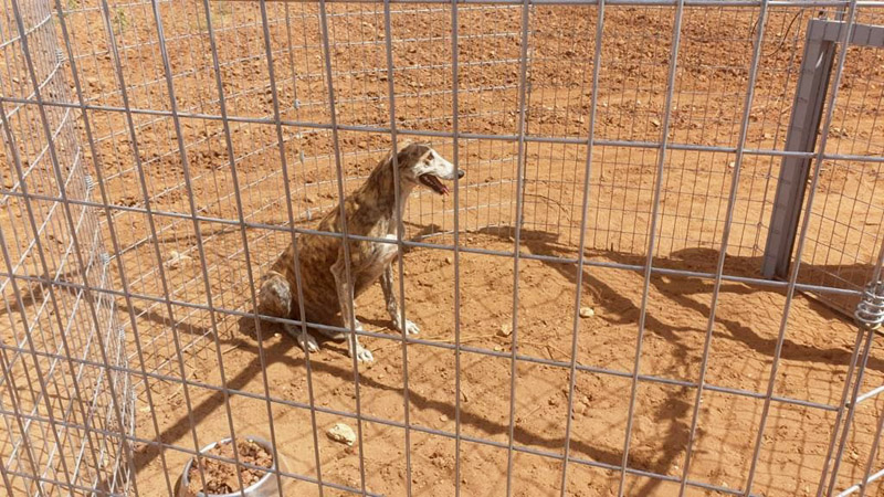 Galga schw. gefangen
