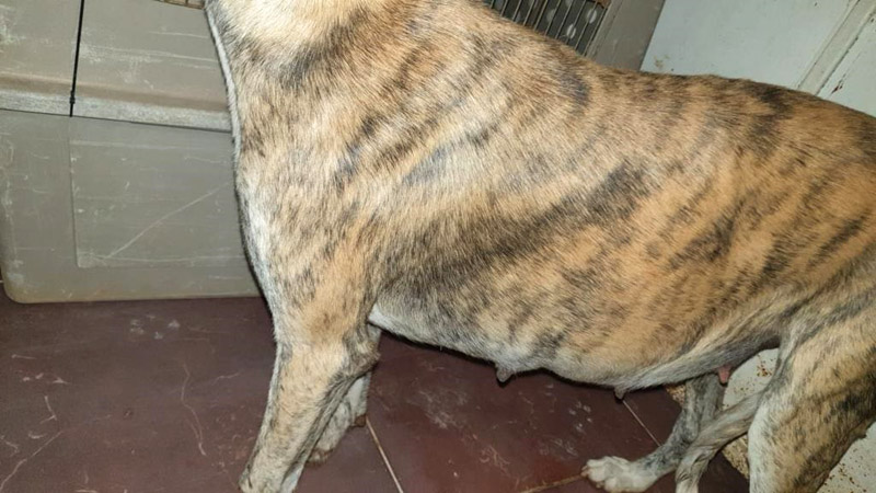 Galga_schw