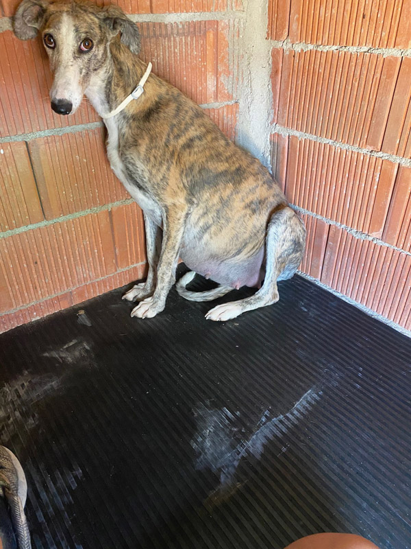 Mama-galga