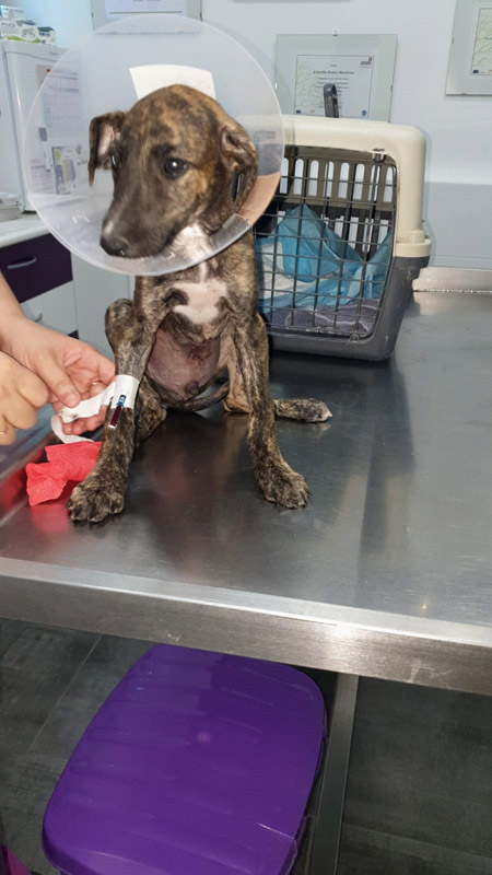 Nandi post op