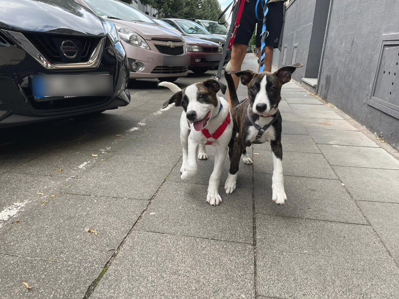 Rumba und Twist