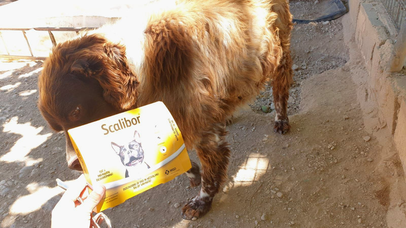 Scalibiorhalsbänder