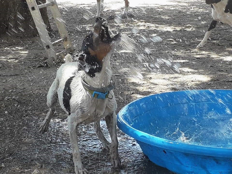 Baden