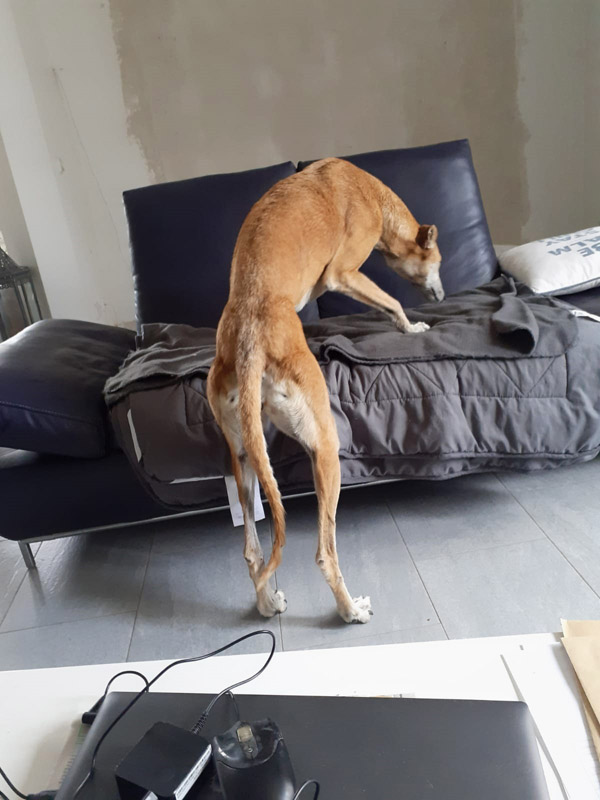 Pili