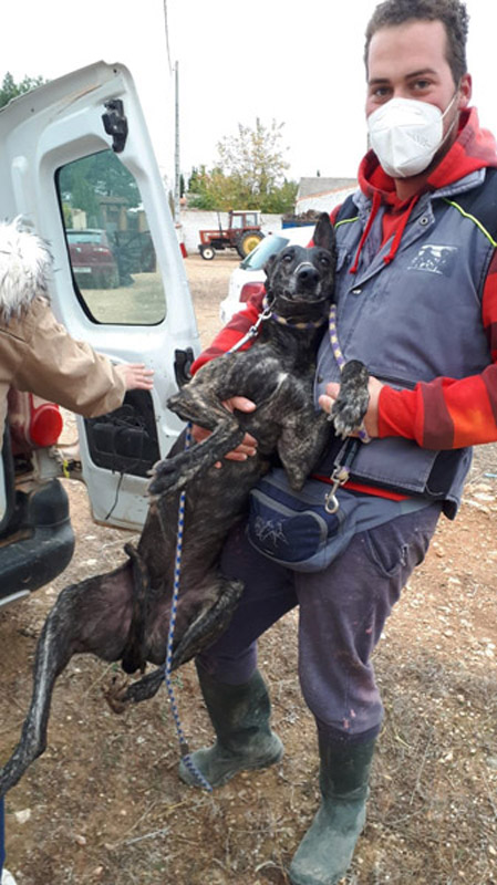 David mit Galgo Amigo