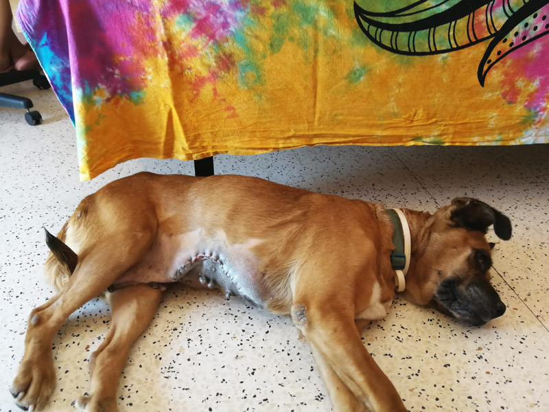 Gigi post-OP