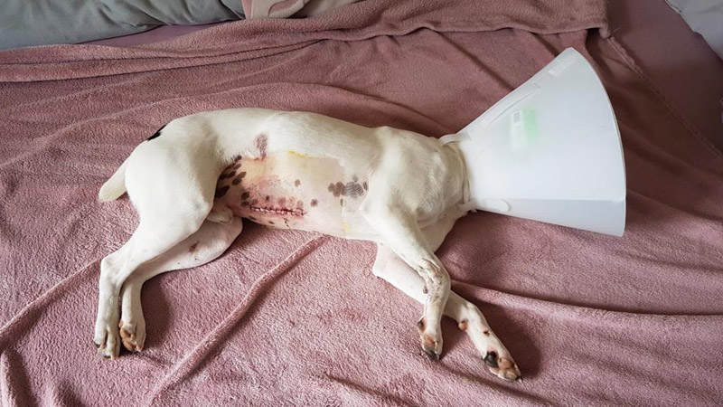 Luis post-OP