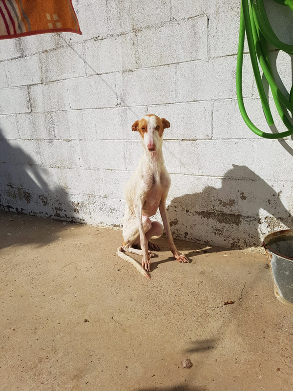 Sancho