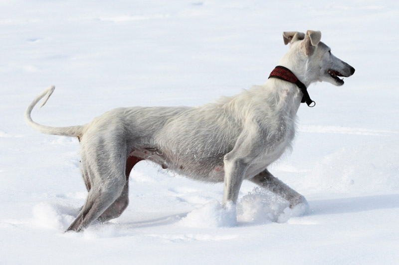 Escarcha Hernie Schnee