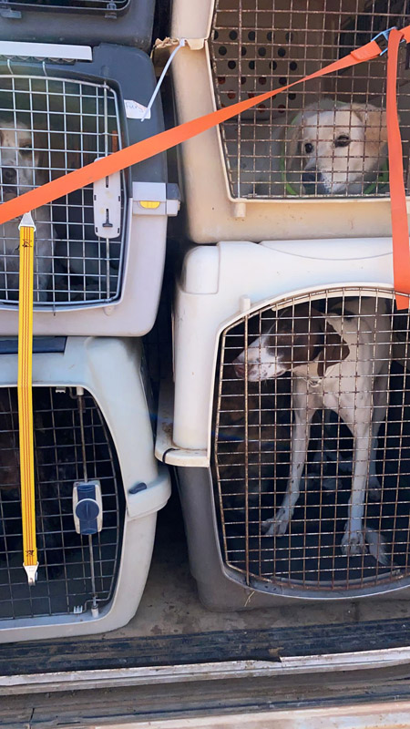 Hundetransport aus der alten Albergue