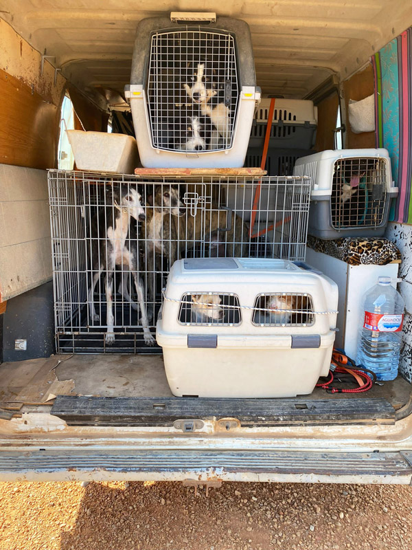 Hundetransport aus der alten Albergue